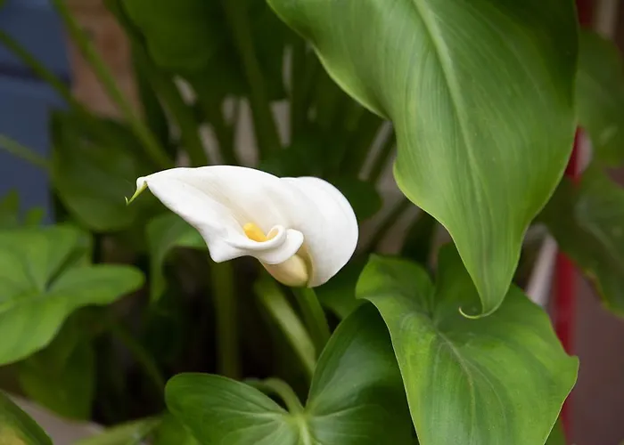 Chania Old Town 1 Apartman Hriszí Aktí Haniá
