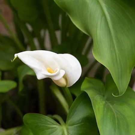 Chania Old Town 1 公寓 干尼亞